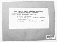 Puccinia fergussonii image